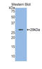 MyHC-IIb antibody, LS-C295489, Lifespan Biosciences, Western Blot image 