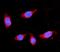 3-Hydroxy-3-Methylglutaryl-CoA Synthase 2 antibody, A04371-2, Boster Biological Technology, Immunofluorescence image 