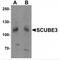 Signal Peptide, CUB Domain And EGF Like Domain Containing 3 antibody, MBS150361, MyBioSource, Western Blot image 