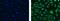 Cytochrome C Oxidase Subunit 4I1 antibody, 53-9775-82, Invitrogen Antibodies, Immunocytochemistry image 