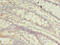 Trafficking Protein Particle Complex 3 antibody, LS-C376912, Lifespan Biosciences, Immunohistochemistry paraffin image 