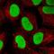 X-Ray Repair Cross Complementing 6 antibody, NBP2-38567, Novus Biologicals, Immunocytochemistry image 