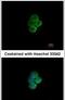 Sialic Acid Binding Ig Like Lectin 7 antibody, PA5-28528, Invitrogen Antibodies, Immunofluorescence image 