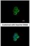 Sialic Acid Binding Ig Like Lectin 7 antibody, PA5-28528, Invitrogen Antibodies, Immunofluorescence image 