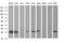 Cytidine/Uridine Monophosphate Kinase 1 antibody, MA5-26123, Invitrogen Antibodies, Western Blot image 