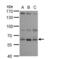 Ankyrin Repeat And KH Domain Containing 1 antibody, NBP2-15395, Novus Biologicals, Western Blot image 