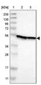 DEAD-Box Helicase 47 antibody, PA5-53243, Invitrogen Antibodies, Western Blot image 
