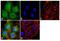 Laminin Subunit Alpha 3 antibody, 711306, Invitrogen Antibodies, Immunofluorescence image 