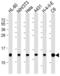 Histone Cluster 4 H4 antibody, MBS9212360, MyBioSource, Western Blot image 