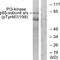 Phosphatidylinositol-4,5-Bisphosphate 3-Kinase Catalytic Subunit Alpha antibody, LS-C199439, Lifespan Biosciences, Western Blot image 