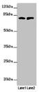 RUN And FYVE Domain Containing 2 antibody, LS-C676437, Lifespan Biosciences, Western Blot image 