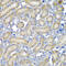 Programmed Cell Death 6 antibody, 22-404, ProSci, Immunohistochemistry frozen image 