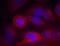 Tyrosine Hydroxylase antibody, AP09493PU-N, Origene, Immunofluorescence image 