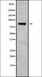 Striatin antibody, orb336308, Biorbyt, Western Blot image 