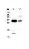 Interleukin 33 antibody, A00113-1, Boster Biological Technology, Western Blot image 
