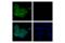 Claudin 6 antibody, 62831S, Cell Signaling Technology, Immunofluorescence image 