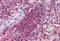 Cerebral Dopamine Neurotrophic Factor antibody, MBS242186, MyBioSource, Immunohistochemistry frozen image 