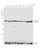 Tubulin Beta 1 Class VI antibody, PA5-26039, Invitrogen Antibodies, Western Blot image 