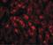 Three Prime Repair Exonuclease 2 antibody, LS-C82904, Lifespan Biosciences, Immunofluorescence image 