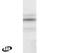 Nuclear Receptor Subfamily 1 Group H Member 3 antibody, PA1-9066, Invitrogen Antibodies, Western Blot image 