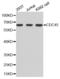 Cell division control protein 45 homolog antibody, abx001664, Abbexa, Western Blot image 