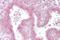 Golgin B1 antibody, orb325275, Biorbyt, Immunohistochemistry paraffin image 