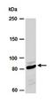 Eomesodermin homolog antibody, orb67012, Biorbyt, Western Blot image 