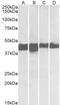 Creatine Kinase, M-Type antibody, LS-B11194, Lifespan Biosciences, Western Blot image 