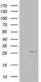 Coiled-Coil-Helix-Coiled-Coil-Helix Domain Containing 3 antibody, LS-C336849, Lifespan Biosciences, Western Blot image 