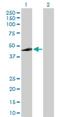 Adh-3 antibody, H00000131-D01P, Novus Biologicals, Western Blot image 