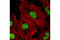Lysine Demethylase 3B antibody, 5377T, Cell Signaling Technology, Immunofluorescence image 