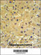 Intraflagellar Transport 20 antibody, 61-805, ProSci, Immunohistochemistry paraffin image 