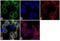 Ghrelin And Obestatin Prepropeptide antibody, PA1-1046, Invitrogen Antibodies, Immunofluorescence image 