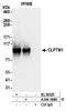CLPTM1 Regulator Of GABA Type A Receptor Forward Trafficking antibody, A304-388A, Bethyl Labs, Immunoprecipitation image 