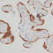 Seryl-TRNA Synthetase 2, Mitochondrial antibody, 14-350, ProSci, Immunohistochemistry frozen image 