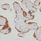 Seryl-TRNA Synthetase 2, Mitochondrial antibody, 14-350, ProSci, Immunohistochemistry frozen image 