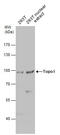 DNA Topoisomerase I antibody, GTX129960, GeneTex, Western Blot image 