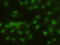 Hematopoietically Expressed Homeobox antibody, LS-B11570, Lifespan Biosciences, Immunofluorescence image 