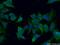 Ecto-NOX Disulfide-Thiol Exchanger 2 antibody, 10423-1-AP, Proteintech Group, Immunofluorescence image 