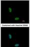 RNA Binding Motif Protein 10 antibody, PA5-30270, Invitrogen Antibodies, Immunofluorescence image 