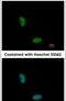 RNA Binding Motif Protein 10 antibody, PA5-30270, Invitrogen Antibodies, Immunofluorescence image 