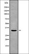 Olfactory Receptor Family 1 Subfamily A Member 2 antibody, orb336423, Biorbyt, Western Blot image 