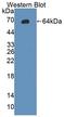 Interleukin 6 Signal Transducer antibody, LS-C706170, Lifespan Biosciences, Western Blot image 