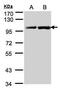 Heat Shock Protein 90 Alpha Family Class B Member 1 antibody, PA5-27420, Invitrogen Antibodies, Western Blot image 