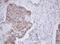 Mitochondrial Translational Initiation Factor 3 antibody, LS-C175291, Lifespan Biosciences, Immunohistochemistry frozen image 