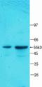 Cyp17 antibody, orb101132, Biorbyt, Western Blot image 