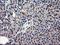 Catalase antibody, NBP2-00492, Novus Biologicals, Immunohistochemistry frozen image 