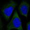 Tubulin Folding Cofactor E Like antibody, NBP2-34051, Novus Biologicals, Immunocytochemistry image 