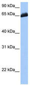 Mitotic Spindle Positioning antibody, TA337787, Origene, Western Blot image 