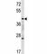 MAF BZIP Transcription Factor A antibody, F44543-0.4ML, NSJ Bioreagents, Western Blot image 